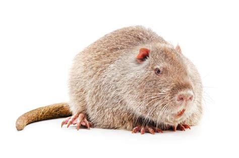 Large Brown Nutria Stock Image Image Of Large Curiosity 268434403