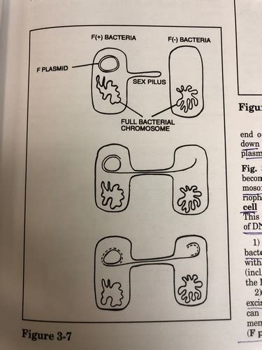 Bacterial Sex Genetics Flashcards Quizlet