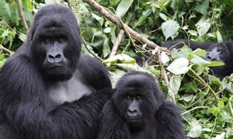 Days Great Ape Safari Tour Chimpanzee And Gorilla Trekking