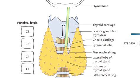 Thyroid Gland Part 2 Capsules Of Thyroid Gland Youtube