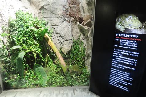 New Caledonian Giant Gecko Exhibit Zoochat