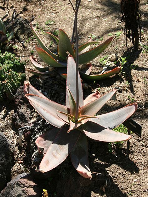 Lg African Coral Aloe Plant Aloe Striata Kens Nursery