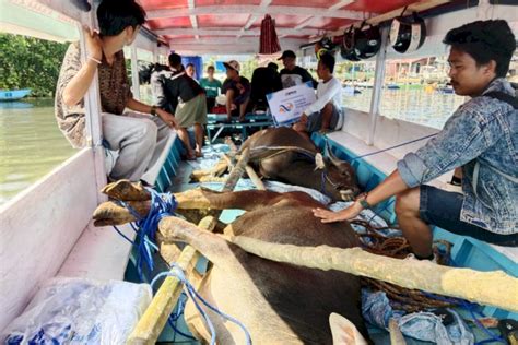 BPKH RI Bersama PPPA Daarul Qur An Salurkan 777 Sapi Dan 777 Kambing Ke