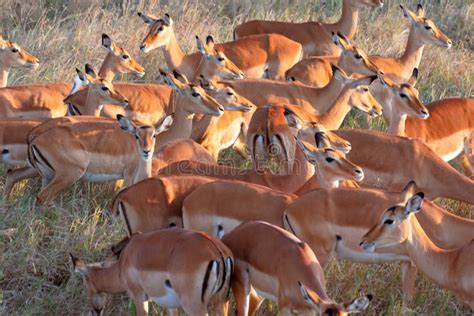 Herd of Multiple Female Impala Aepyceros Melampus in the Grasslands of Serengeti National Park ...