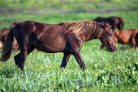 Understanding The Mares Breeding Cycle Chart