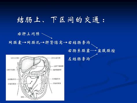 腹腔解剖图谱。pptword文档在线阅读与下载免费文档