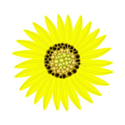 An Elegant Perfect Sunflower In A Flower Pot Stock Vector Illustration Of Freshness Romantic