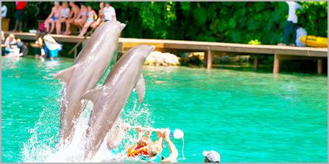 Dolphin Cove Adventures Tours Ocho Rios Jamaica