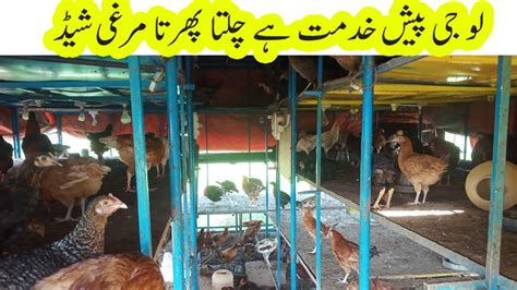 Free Range Golden Misri Hen Farming In Pakistan Low Cost Shed For Hen