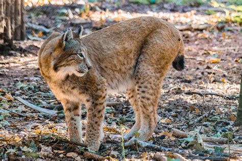 600 Free Lynx Nature Images Pixabay