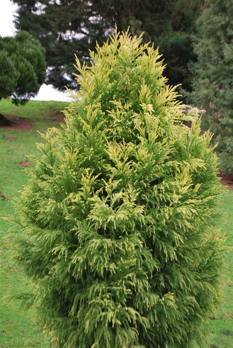 Cryptomeria Sekkan Sugi Conifers For Sale Letsgoplanting Co Uk