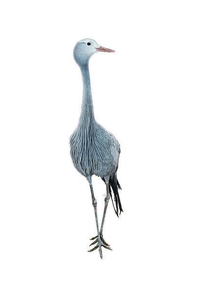 Best Blue Crane Bird South Africa Stock Photos Pictures And Royalty Free