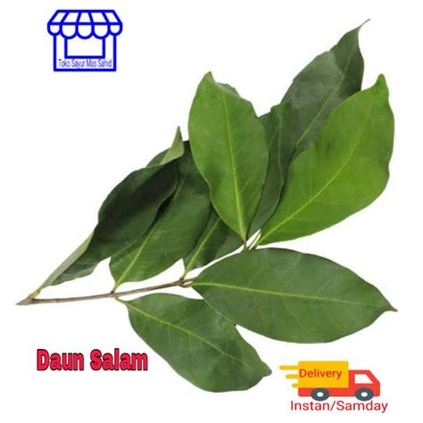 Jual Daun Salam Segar Daun Salam Fres Gram Shopee Indonesia