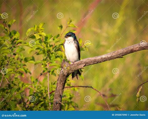 Tree Swallow Bird Perched At The Corner Of A Bare Branch In Front Of