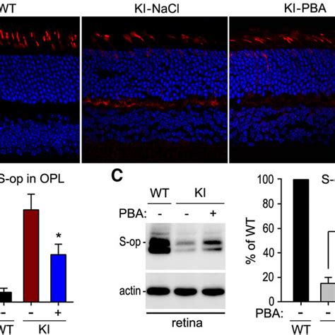 PBA Attenuated S Opsin Mislocalization In KI Mice A Representative