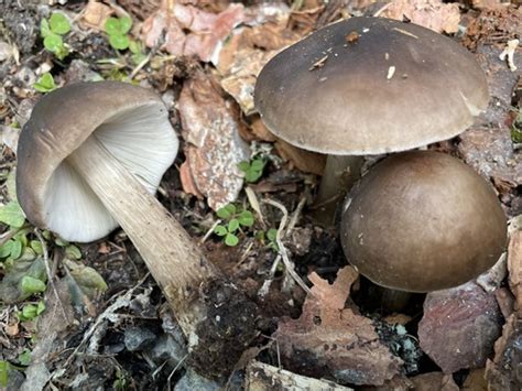 Conifer Shield Pluteus Pouzarianus · Inaturalist