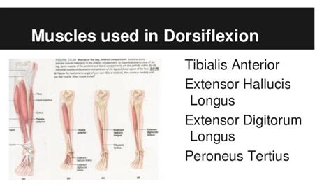 Muscle Testing Group Presentation