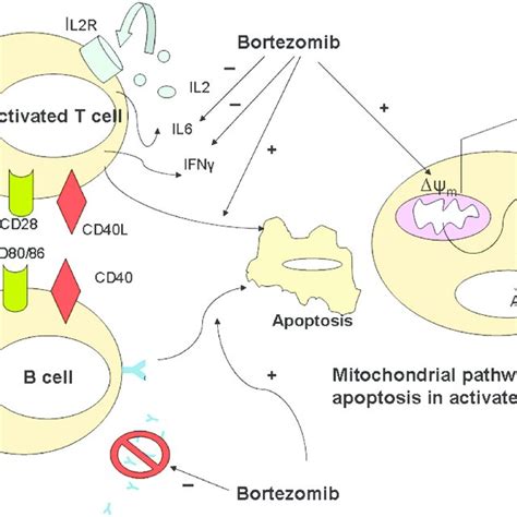 A Nf κb Pathway Inhibition By Bortezomib Binding Of Tnf α Cd40 Download Scientific Diagram