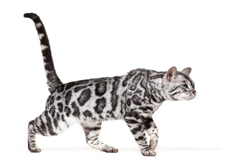 What Is A Blue Bengal Cats?Let's Learn Blue Bengal Cat Breed