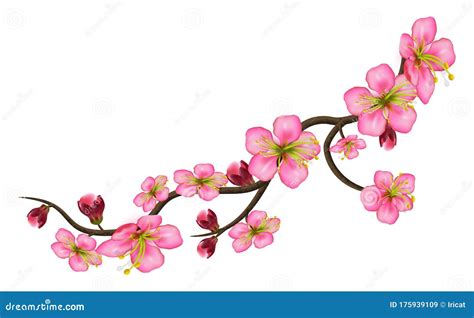 Sakura Detailed Branch Of Cherry Blossoms A Curved Stem With Delicate Flowers And Buds Isolated