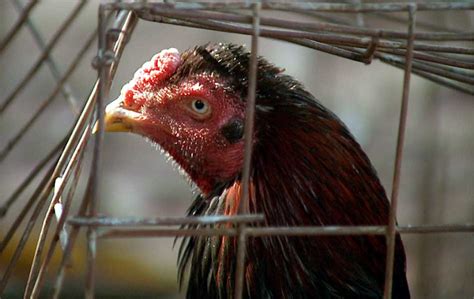 Pol Cia Ambiental Flagra Rinha De Galo Em S Tio De Hortol Ndia Sp