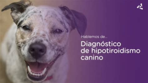 Diagnóstico de hipotiroidismo en perros y gatos Actualizado enero 2025