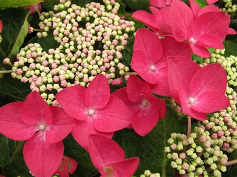 Hydrangea Macrophylla Andlady In Redand L Hydrangea Andlady In Red