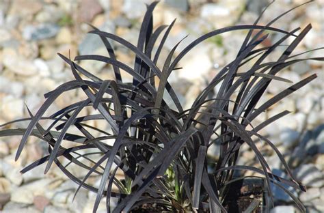 How To Grow And Care For Black Mondo Grass In Your Yard