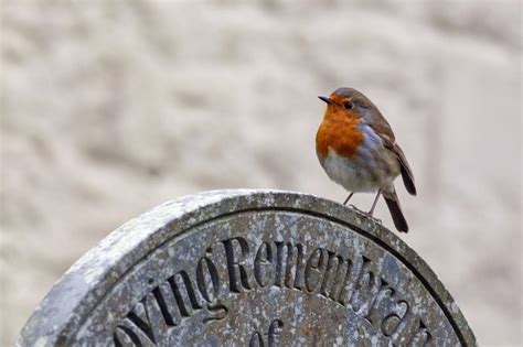 Robin Bird Meaning & Symbolism Across Cultures