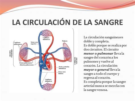 Circulacion De La Sangre Dinami