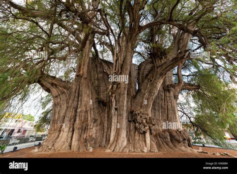 Tree Of Tule Said To Be The Largest Tree In The World Near Oaxaca