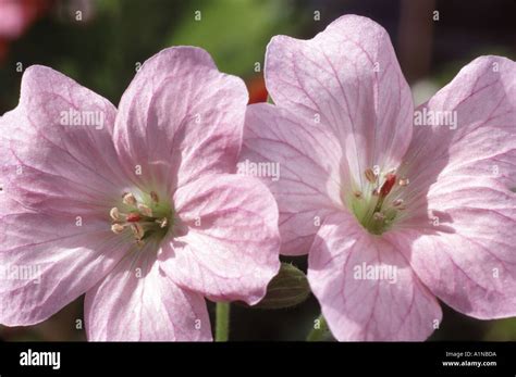 Geranium X Oxonianum Wargrave Pink AGM Cross Between G Endressii