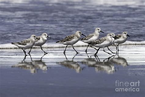 Sanderling Reflections Photograph By Tim Moore Fine Art America