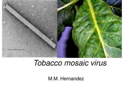 PPT - Tobacco mosaic virus PowerPoint Presentation - ID:1221787