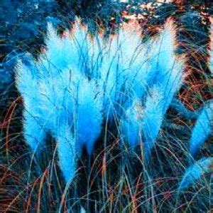 400pcs Pampas Grass Seeds - BuyingSeed.com - Free Shipping - Up to 70% OFF