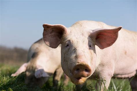 Large White Pig Pictures, Images and Stock Photos - iStock