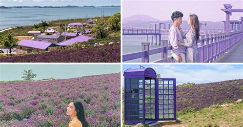 South Koreas Magical Ig Worthy Purple Island Has A Dark History