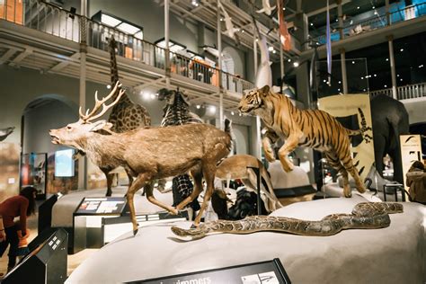 National Museum of Scotland, Edinburgh - Linger Abroad