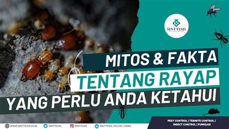 Mitos Dan Fakta Tentang Rayap Yang Perlu Anda Ketahui Youtube