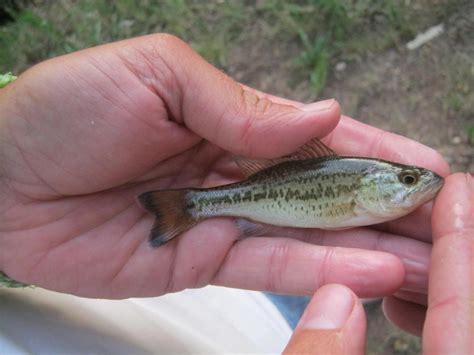 South African Largemouth Bass Pictures And Photographs