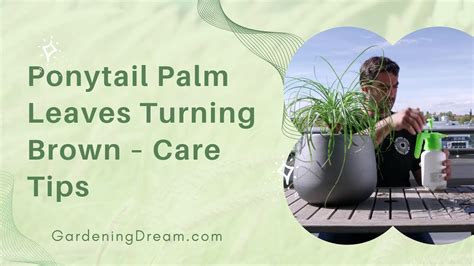 Ponytail Palm Leaves Turning Brown Care Tips Youtube