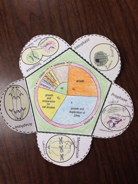 Activity For Cell Division