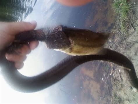 Snake Beats Bass Largemouth Bass Pets Snake