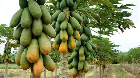 Consejos Para Cultivar Papaya En Casa Todos Los Pasos