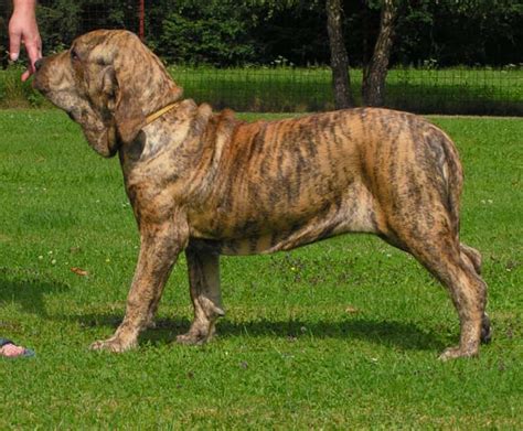 Fila Brasileiro Wikipedia La Enciclopedia Libre