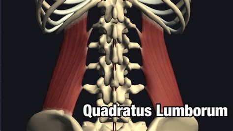 Anatomy And Function Of Quadratus Lumborum Youtube