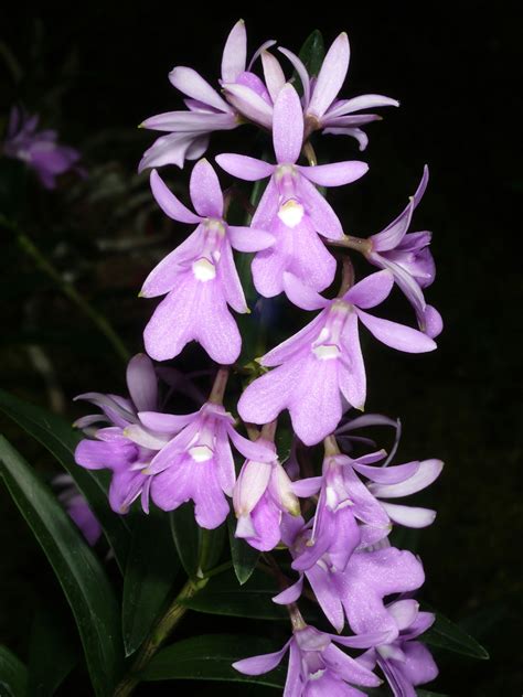 Descubre EPIDENDRUM ISOMERUM Guía COMPLETA Orquídea