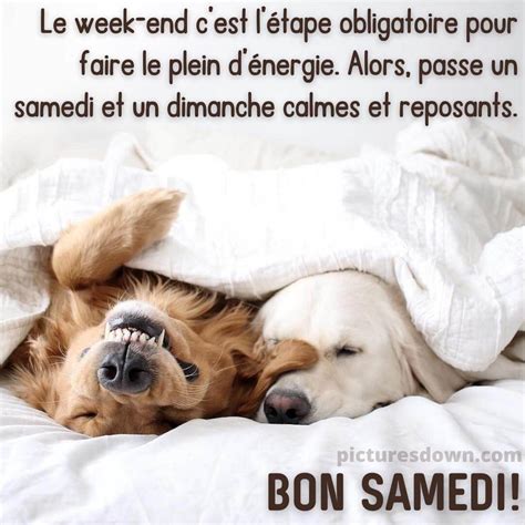 Bon Samedi A Tous Image Deux Chiens