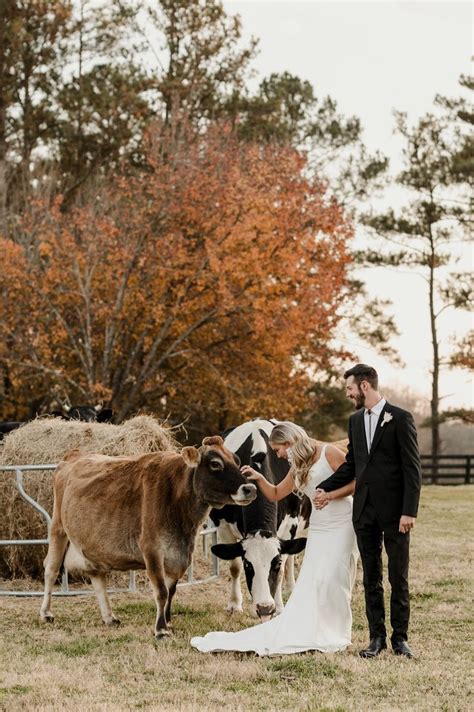 A Bride And Groom Standing In Front Of Cows