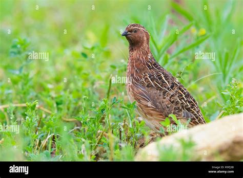 Common Quail Coturnix Coturnix Adult Male Standing In An Alfalfa